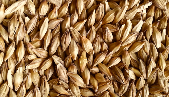 大麦麦芽（モルト）