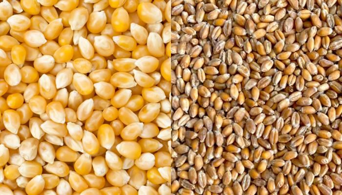 トウモロコシや小麦などの穀物